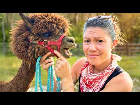Please Don't Get an Alpaca