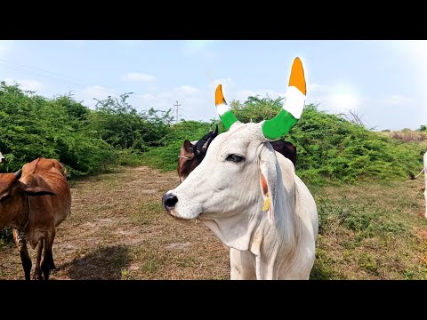 Aggressive Cows | Cow Dhari | Indian Cow Sound