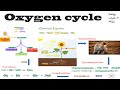 Oxygen Cycle and Related Processes