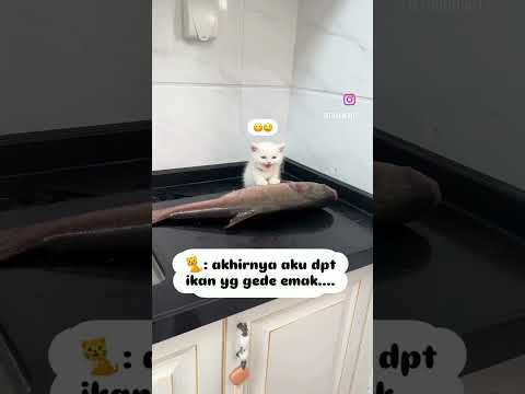 Lebih besar ikan daripada kucingnya #shorts #kucinglucu #lucu #cat #kucingimut
