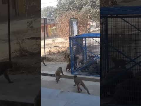 Monkey trap Skill