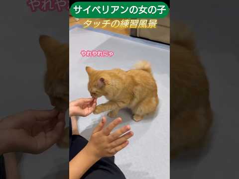 タッチの練習をさせられる猫　サイベリアン女の子 #cat #子ネコ #猫のいる暮らし #ネコムート #猫のいる生活 #しゃむねこ #ねこのいる生活 #ネコガミ #ねこ #好きな子猫