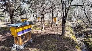 #1 - From Books to Bees - Rudolf Steiner, Georges de Layens, Keeping Bees With a Smile
