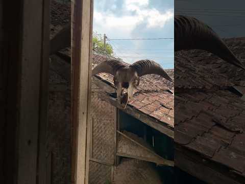 Penomena aneh tanduk domba melayang sendiri #diy #kreatif #viral #art #craft