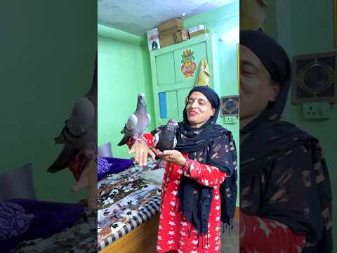 2 Kabootar ๐๏ธ Aagay ๐ฑ #shorts #viral #minivlog #vlog #kabootar
