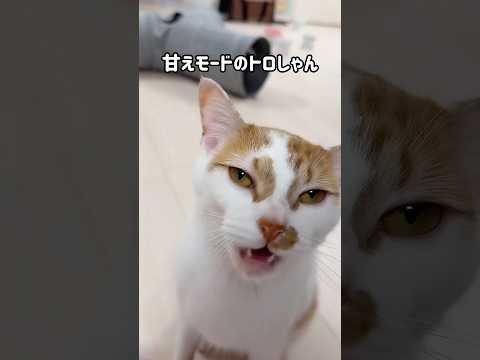 猫の動画サムネイル - 配信中に甘えモードになるトロしゃん #shorts