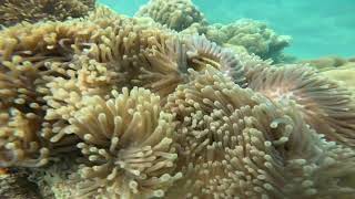 Tribe Gate Havelock: Explore a Vibrant Coral Reef Beneath the Andaman Sea #tribegate #andamanscuba