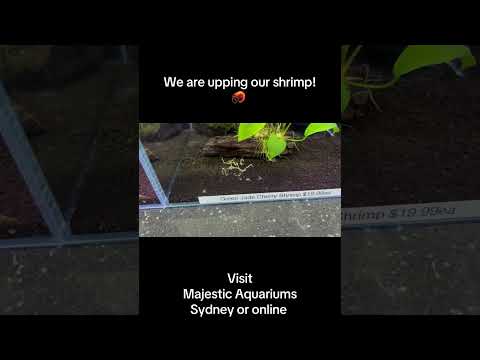 #aquarium #planetaquarium #fish #shrimp