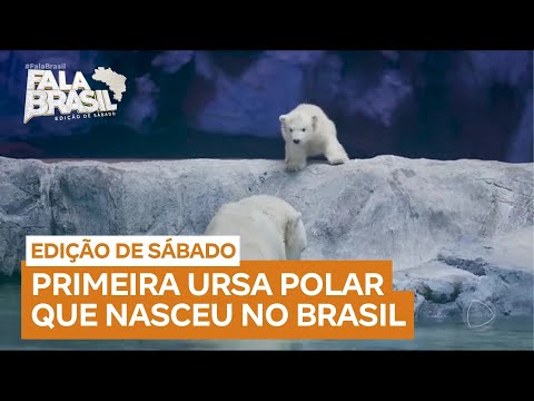 Conheça Nur, a primeira filhote de urso polar a nascer no Brasil