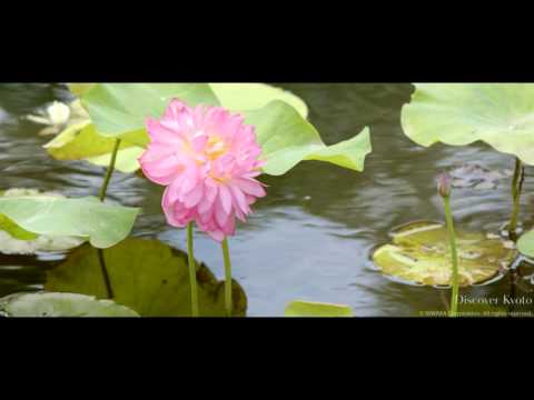 Summer Lotus Gardens of Kyoto