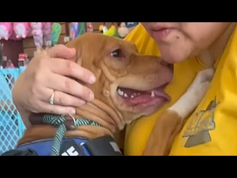 Dog begs everyone at supermarket to adopt her