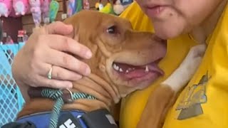 Dog begs everyone at supermarket to adopt her