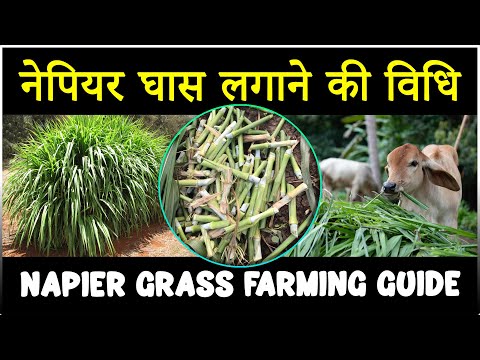 नेपियर घास लगाने की विधि | How to grow Super Napier Grass | नेपियर घास की खेती कैसे करें