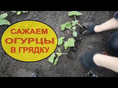 ПОСАДКА ОГУРЦОВ. СЕКРЕТЫ ПРАВИЛЬНОЙ ПОСАДКИ ОГУРЦОВ В ОТКРЫТЫЙ ГРУНТ.