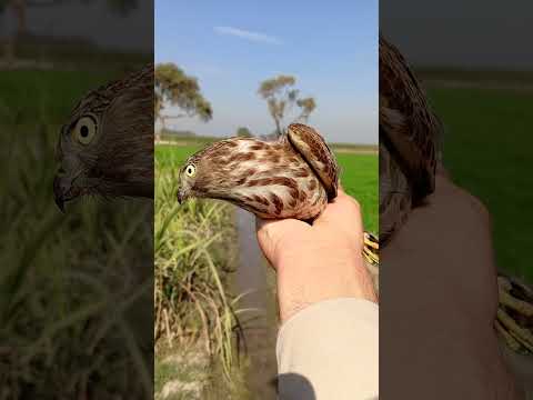 Newly tarped shikra/sparrowhawk #birds #eaglehunting #animaltrap #eagle