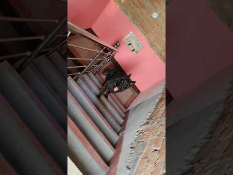 mera dashing don😍❤️🧿#shorts #ytshorts #shortsfeed #doglove #trending #gsd #viral #shera #trending