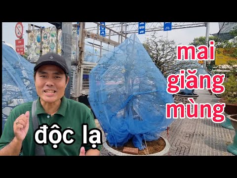 Độc lạ cây mai giăng mùng trên hè phố Sài Gòn