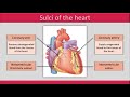 Heart Anatomy and Function Concepts
