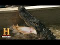 Alligator Hunting in the Boneyard