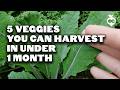 Edible Greens and Microgreens Knowledge