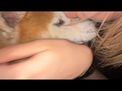 柴犬福と姉の絆：癒しと笑いあふれるほっこりエピソード サムネイル