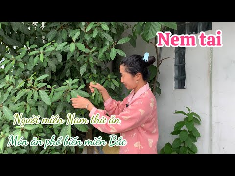 Nem Tai Cuốn Lá Sung - Người Miền Tây Làm Và Ăn Thử Món Ăn Phổ Biến Miền Bắc - Em Gái Quê
