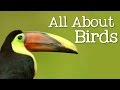 Bird Characteristics and Behavior