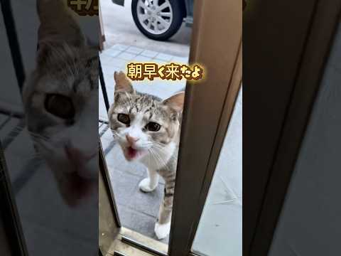 年中無休で来るお客様#地域猫