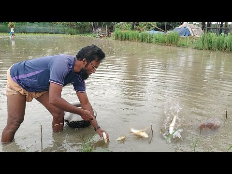 কারেন্ট জাল দিয়ে বিলে দেশি কৈ, শোল, শিং, মাগুর, বাইন, টাকি মাছ ধরা। BD Village fishing in rainy day