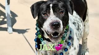 JAX 256163/CALM AND FRIENDLY/ADOPTABLE DOG/NYCACC/SIACC