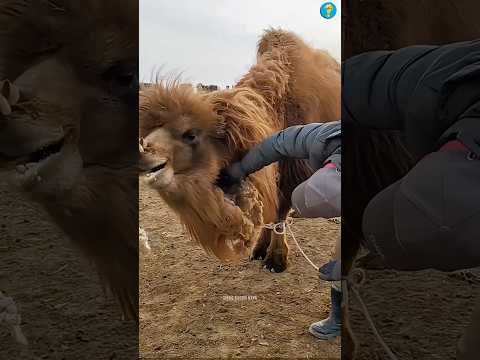 Why it is important to cut camel hair in Dubai? #shorts