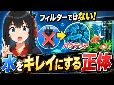 【金魚の飼い方】実は“水をキレイにしている正体”はフィルターではありません