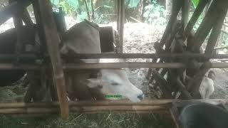 Kandang Sapi Tradisional Untuk Penggemukan