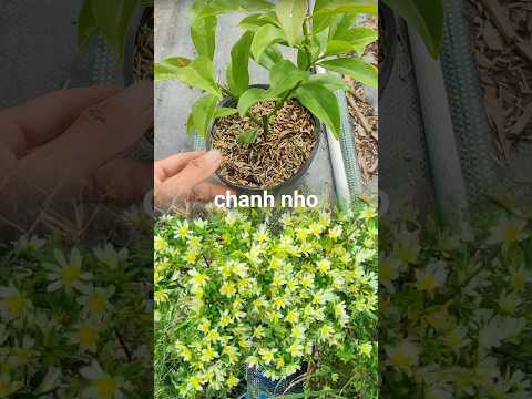 Cây chanh nho giống đang đẹp ạ