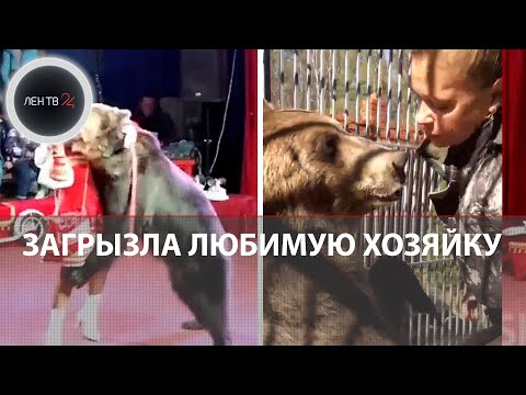 Цирковая медведица Варя растерзала дрессировщицу Алену Маслянову в Петербурге: ПРИЧИНЫ ТРАГЕДИИ