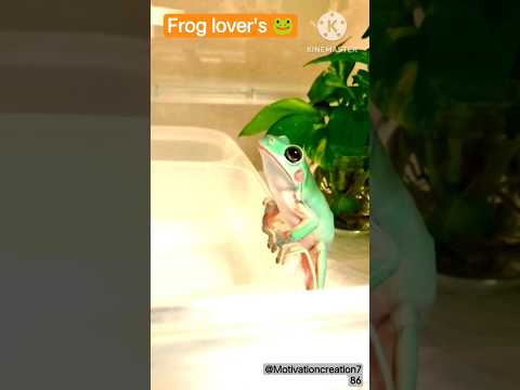 Frog lover's 🐸🤣 #shorts #shortfeed #frog
