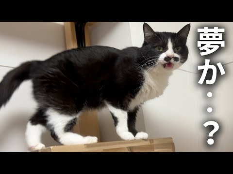 自分の寝言にびっくりして飛び起きた猫が赤ちゃんみたいで可愛い