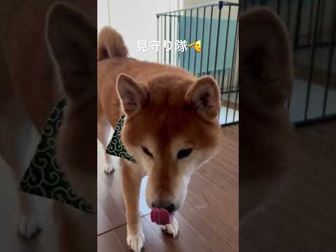 登校見守るかわいいお尻 #柴犬 #dog #わんこ #shibainu #shibadog #見守り隊 #任務 #mission #short #funny  #doggie #doglife サムネイル