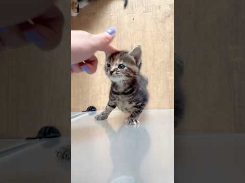 cat funny 🤣 video #funny