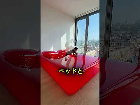 ゼリーみたいなベッド!?😳