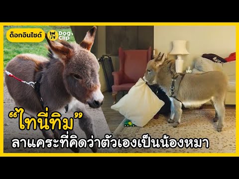 "ไทนี่ทิม" หรือ "ทิม" เจ้าลาแคระตัวน้อย | Dog's Clip