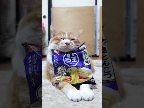 ラ王塩とんこつと猫の癒し動画｜かわいい猫と一緒に楽しむラーメンの魅力 サムネイル