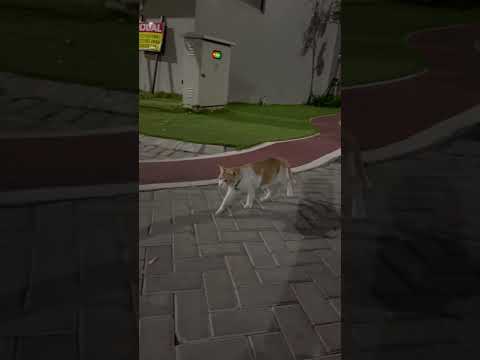 Kucing Egois Pulang Setelah Menang #cat #nizamkucinglucu #funny #貓咪日常 #cute #imut #貓 #kitten