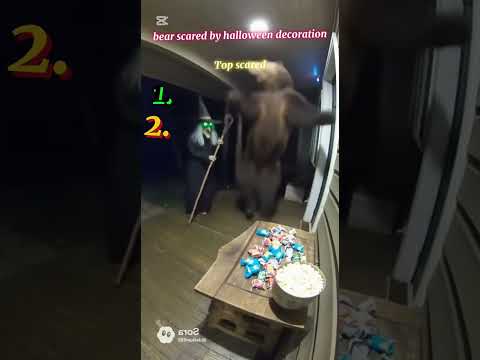 bear scared by halloween decoration 31
