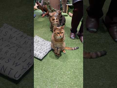 1列に並んで人間観察してる猫達【#京都ひょう猫の森 】
