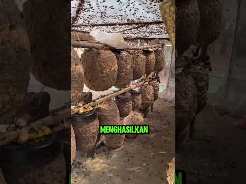 Tawon yang berbahaya ini justru di budidaya di cina #shorts