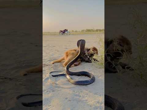 Monkey 🐒 with naag #shortsfeed #kingcobra