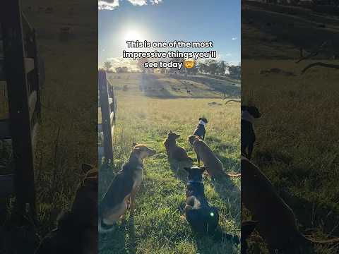 How incredible are herding dogs? 🤩 #herdingdogs #farmdog #workingdog #kelpies #herding