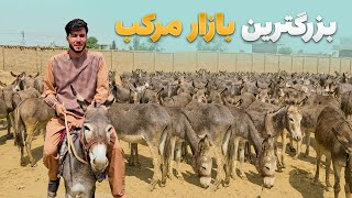 اولین برنامه سفر با ظفر - دیدار از بزرگترین نقاش مرکب در ولایت کندز