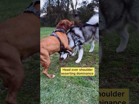 Pitbull tries to dominate Malamute #alaskanmalamute #dog #dogs